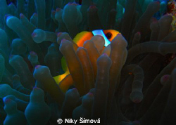 amphiprion-ocellaris by Niky Šímová 